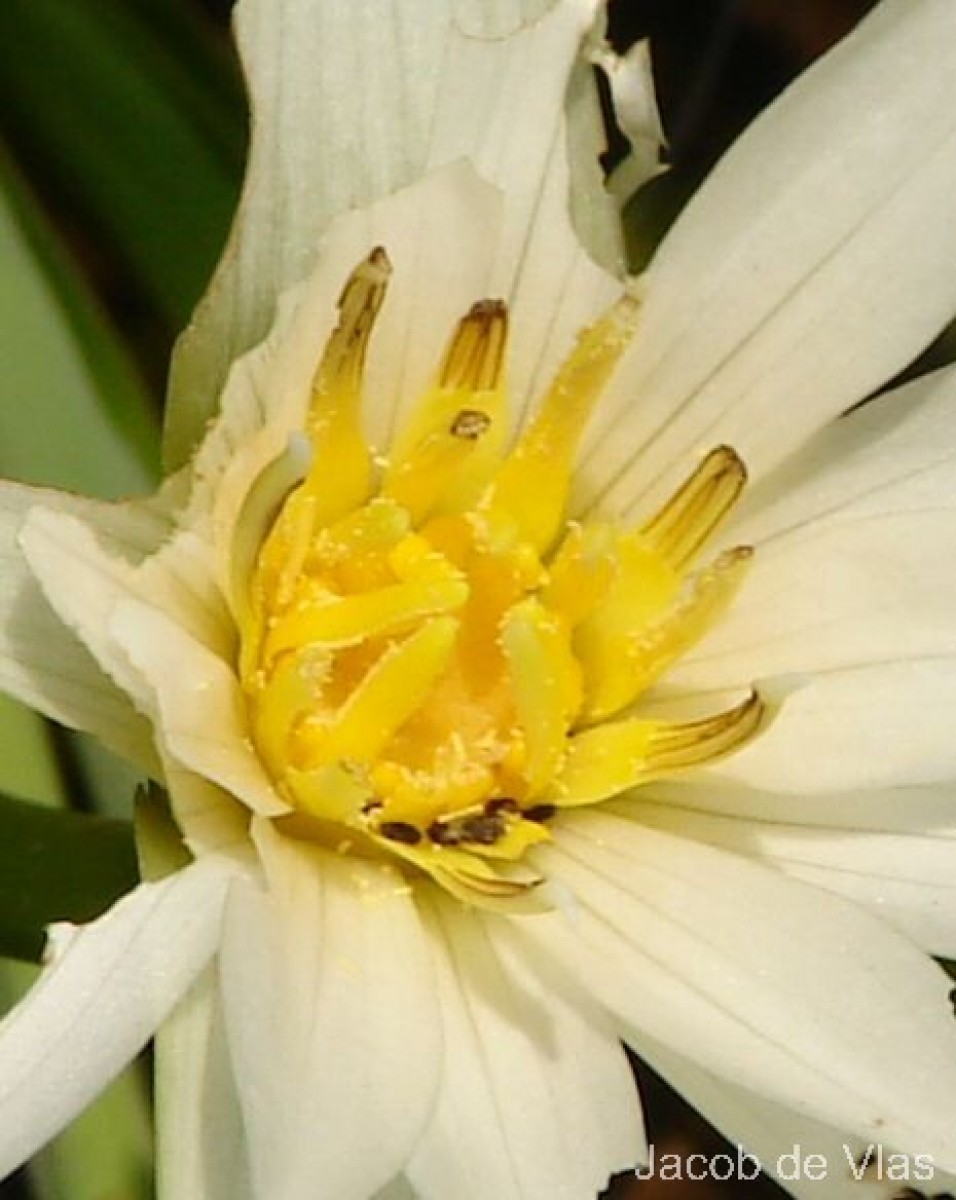 Nymphaea pubescens Willd.